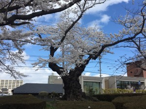 20200410 郡山市　開成山公園_200410_0021